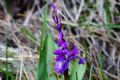 Orchis mascula subsp. ichnusae